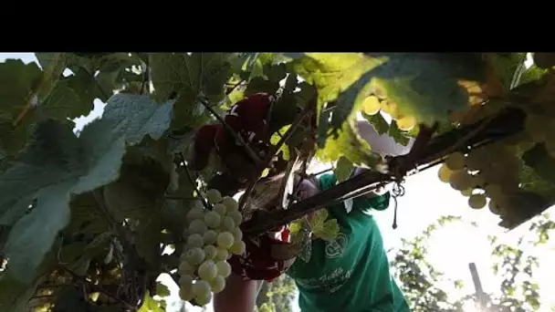 L'Italie à l'heure des vendanges sous Covid