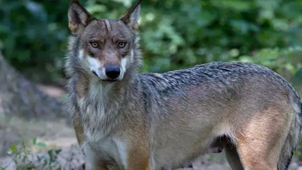 La joggeuse mordue par des loups à Thoiry porte plainte pour manquements du zoo