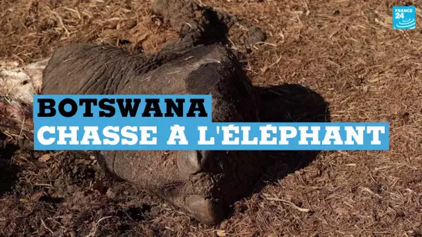 La chasse à l'éléphant rétablie au Botswana