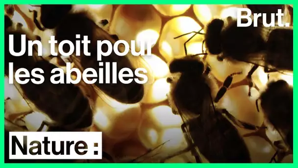 Le réseau 'Un toit pour les abeilles' lutte pour la sauvegarde des abeilles