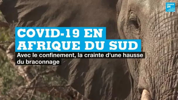 Covid-19 : avec le confinement, l'Afrique du Sud craint une hausse du braconnage