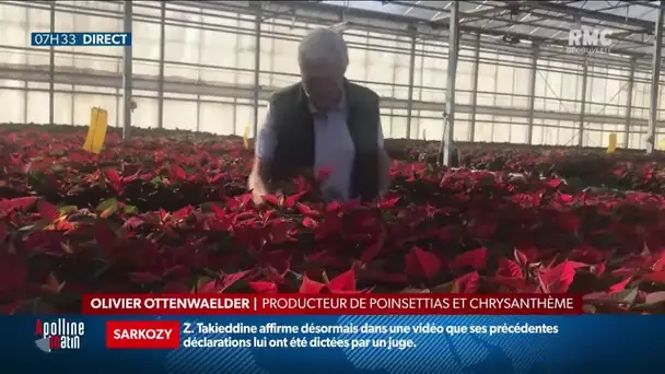 Fermeture des commerces: comment s'organisent les horticulteurs?