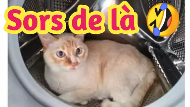 Coincé dans une machine à laver en marche pendant 12 minutes, ce chat doit sa survie à un miracle