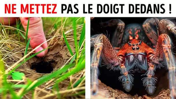 Quels Sont les Dangers du Venin de L'araignée Jaune ?