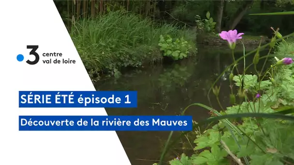 Un été au fil de l'eau : la rivière des Mauves