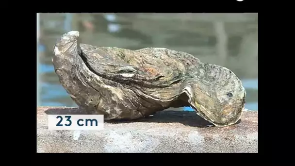 Découvrez Georgette, l’huître géante de 1,4 kg découverte à Talmont-Saint-Hilaire, en Vendée