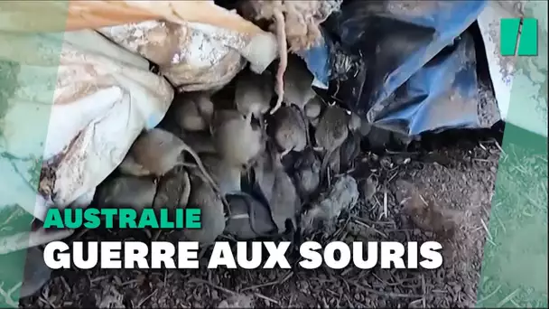 Envahie de millions de souris, l'Australie prépare la guerre génétique