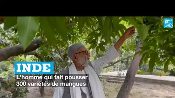 Inde, l'homme qui fait pousser 300 variétés de mangues • FRANCE 24