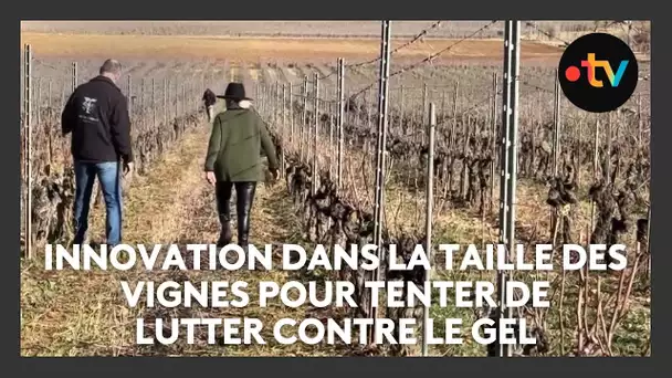 Ces viticulteurs innovent dans la taille de leurs vignes pour tenter de lutter contre le gel