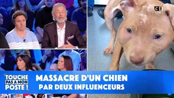 Massacre d'un chien par deux influenceurs: l'association qui a recueilli le chien massacré témoigne