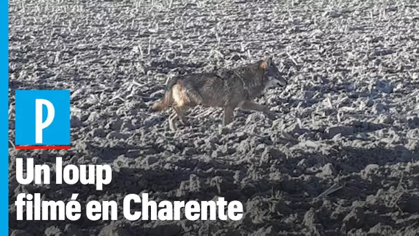 Un loup filmé en plein jour par une habitante de Gurat, en Charente