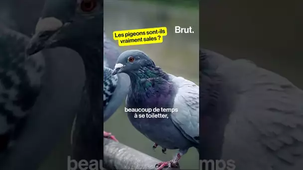 Les pigeons sont-ils vraiment sales ?