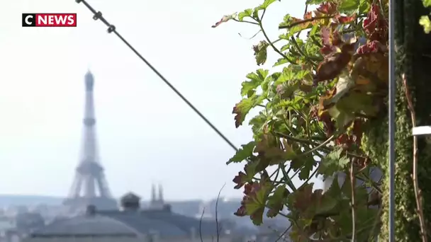 Le succès des fermes urbaines