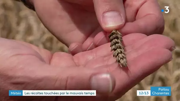 Météo : les récoltes touchées par le mauvais temps dans la Vienne