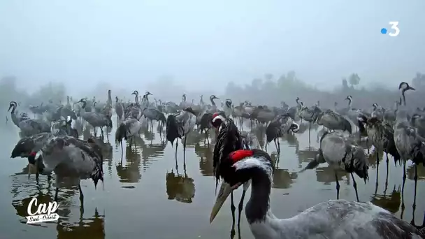 Cap Sud Ouest Landes, les grues cendrées de la réserve d' Arjuzanx extrait