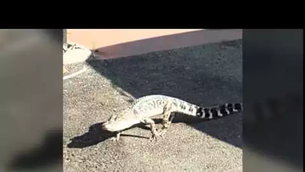 Un alligator dans les rues de New York