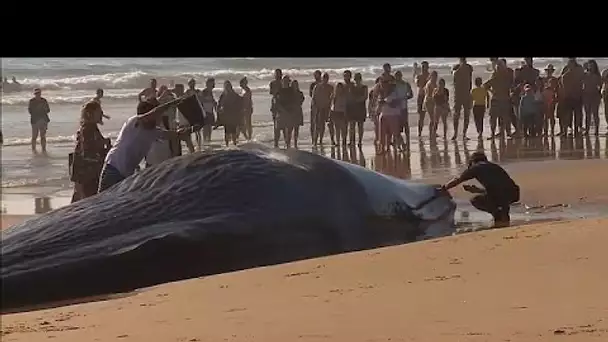 Une baleine échouée à côté de Lisbonne