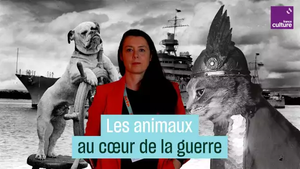 Pigeons kamikazes et chats espions : les animaux utilisés pour faire la guerre