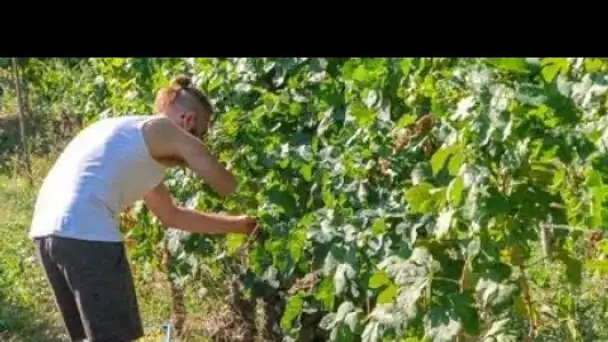 «J'ai diminué les quantités de melons» : les saisonniers manquent à l'appel, les maraîchers s'ada…