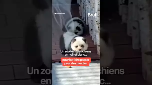 Ce zoo fait passer des chiens pour des pandas...