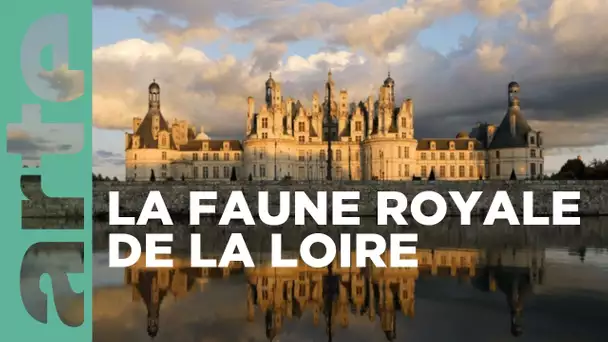 Châteaux de la Loire, le bestiaire des rois | Secrets sauvages du patrimoine | ARTE Family