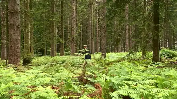 En Mayenne,  les propriétaires de forets privées craignent le déconfinement