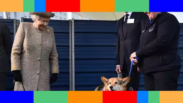 Mort d'Elizabeth II : le sort réservé à ses corgis révélé