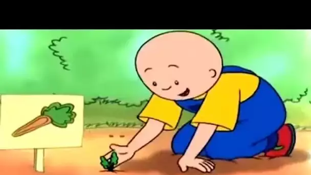 Caillou et les Carottes | Caillou | Dessins animés pour les enfants | WildBrain pour les enfants