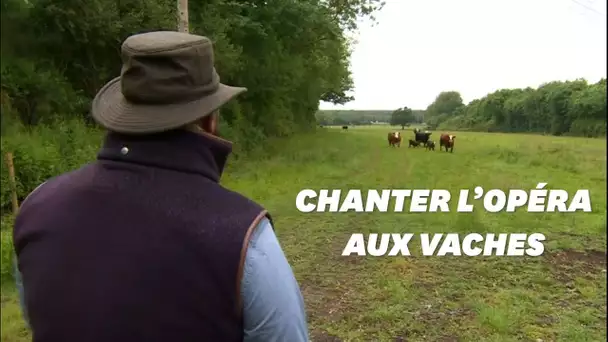 Ce vétérinaire chante l'opéra pour ses vaches