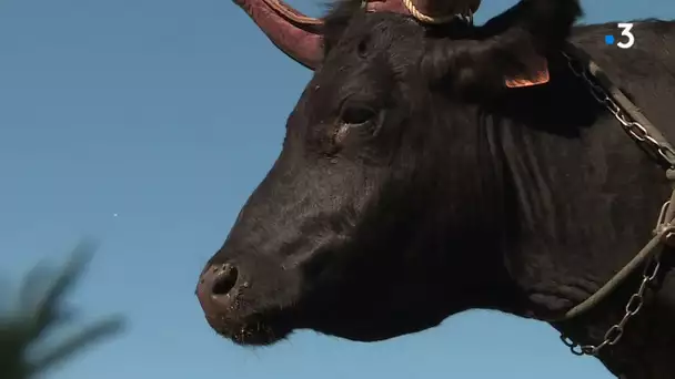 Gard : un taureau voyage sur la banquette arrière d'une voiture et fait le buzz sur internet