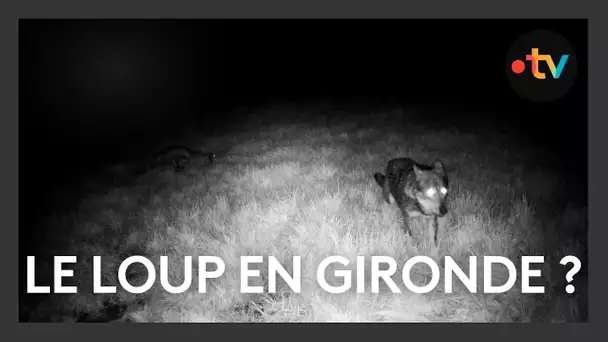 Le loup est-il arrivé en Gironde ? Des attaques suspectes sèment le doute