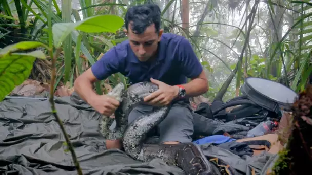 Colombie : grenouilles toxiques et serpents rares