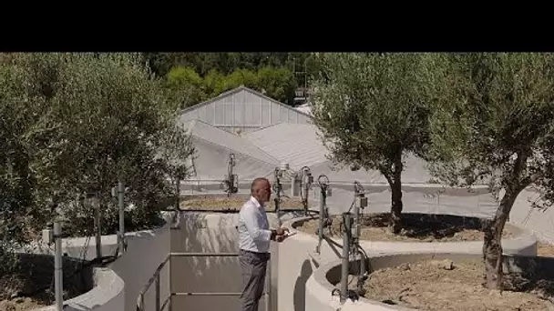 Le bond technologique de la production d'olives en Crète