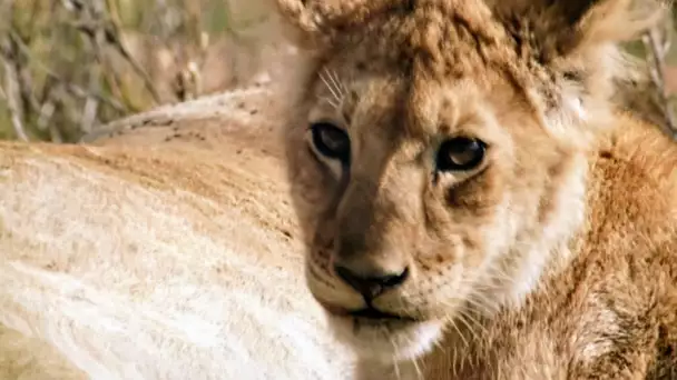 Né en Afrique : la loi de la savane