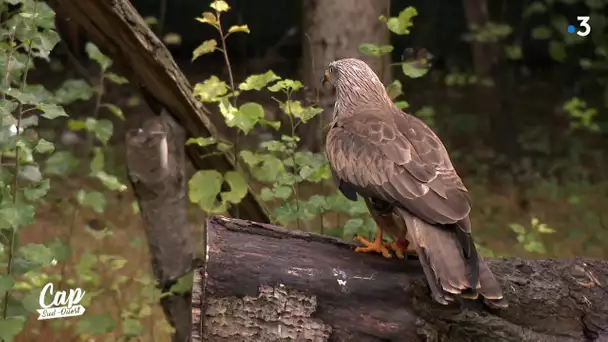 Cap Sud Ouest: l'hôpital des animaux sauvage au Pays Basque (extrait)