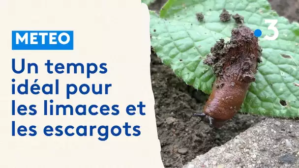 Jardins : un temps idéal pour les limaces et les escargots