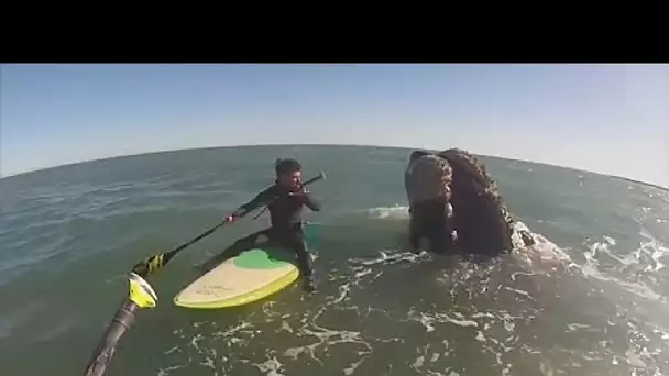 Deux Argentins se retrouvent nez-à-nez avec 12 baleines lors d'une balade en paddle