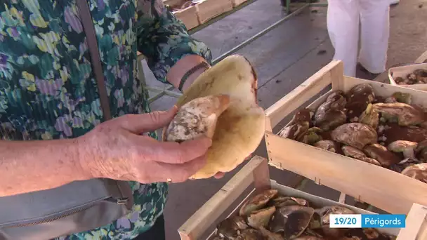 Peu de champignons, mais beaucoup de demande, sur le marché aux cèpes de Mussidan