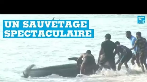 Sri Lanka : sauvetage de 120 "dauphins-pilotes" échoués sur une plage