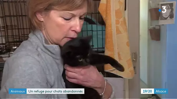 Mulhouse : l'association Pattes de velours cherche des familles adoptantes pour des chats