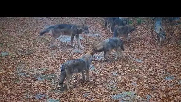 Rencontre avec les loups dans les Alpes Dinariques : "Une expérience qui marque une vie"