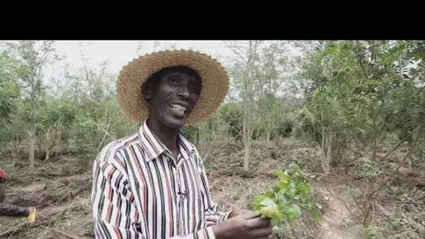 Huiles essentielles au Rwanda : un trésor à l'exportation • FRANCE 24