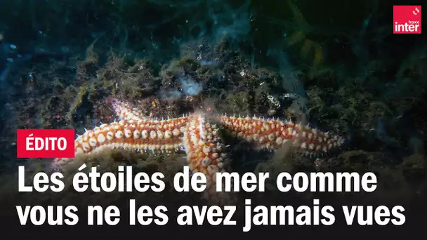 Les étoiles de mer comme vous ne les avez jamais vues