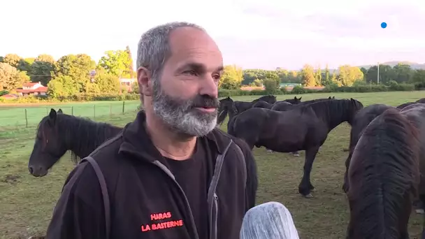 Ariège : la traditionnelle transhumance des chevaux de Mérens