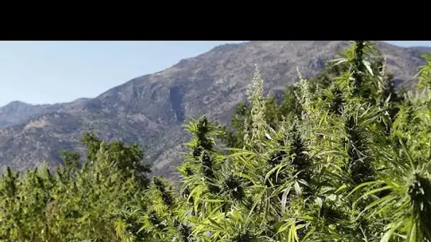 Maroc : trois tonnes de cannabis saisies par la police