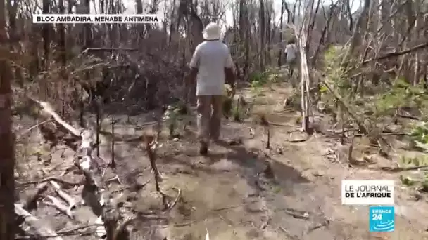 Madagascar : l'île verte a perdu 90% de sa forêt