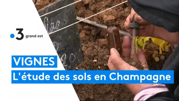 Examiner la qualité des sols dans le vignoble champardennais