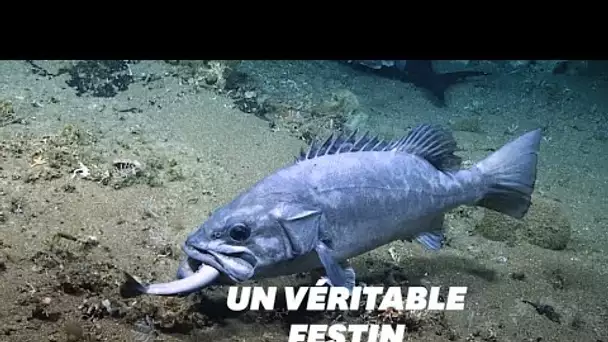 Ce que vous voyez dans la gueule de ce poisson est un requin