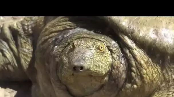 Cette tortue épuisée a été sauvé grâce aux habitants du quartier de Çiftlik en Turquie