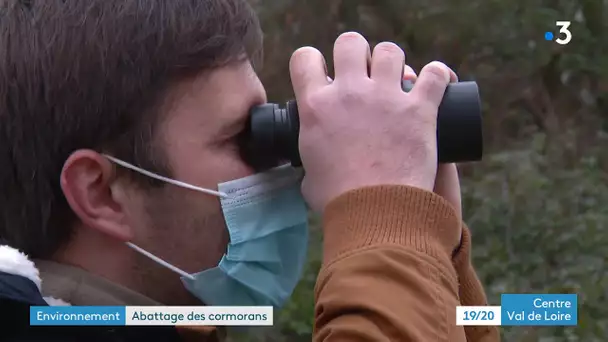 Environnement : les grands cormorans devenu la plaie des pisciculteurs vont être abattus